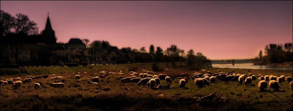 Moutons sur une prairie de Loire