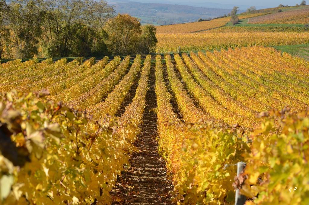 vignes au début de l'automne